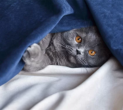 Превью новости NEW коллекция матового велюра — Nessi