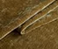 img 7 Gold